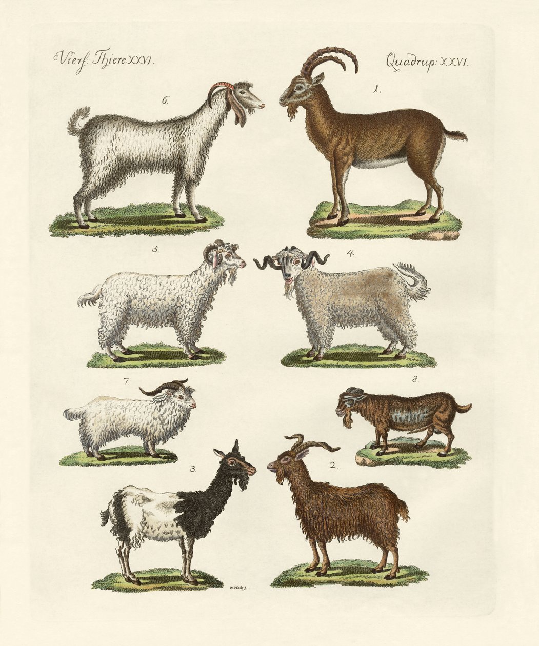 Vários tipos de cabras e fanfarrões de German School