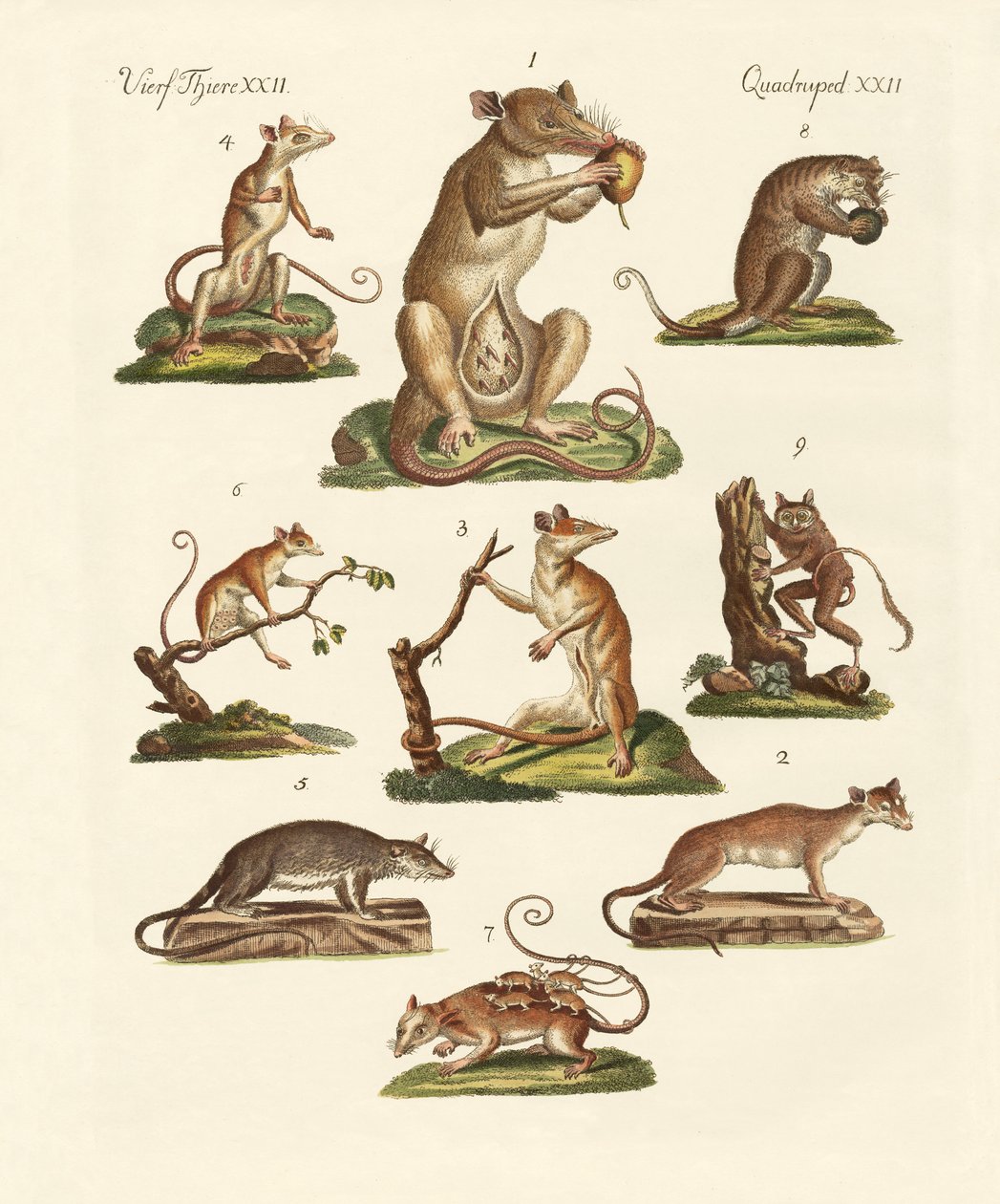 Vários tipos de marsupiais de German School