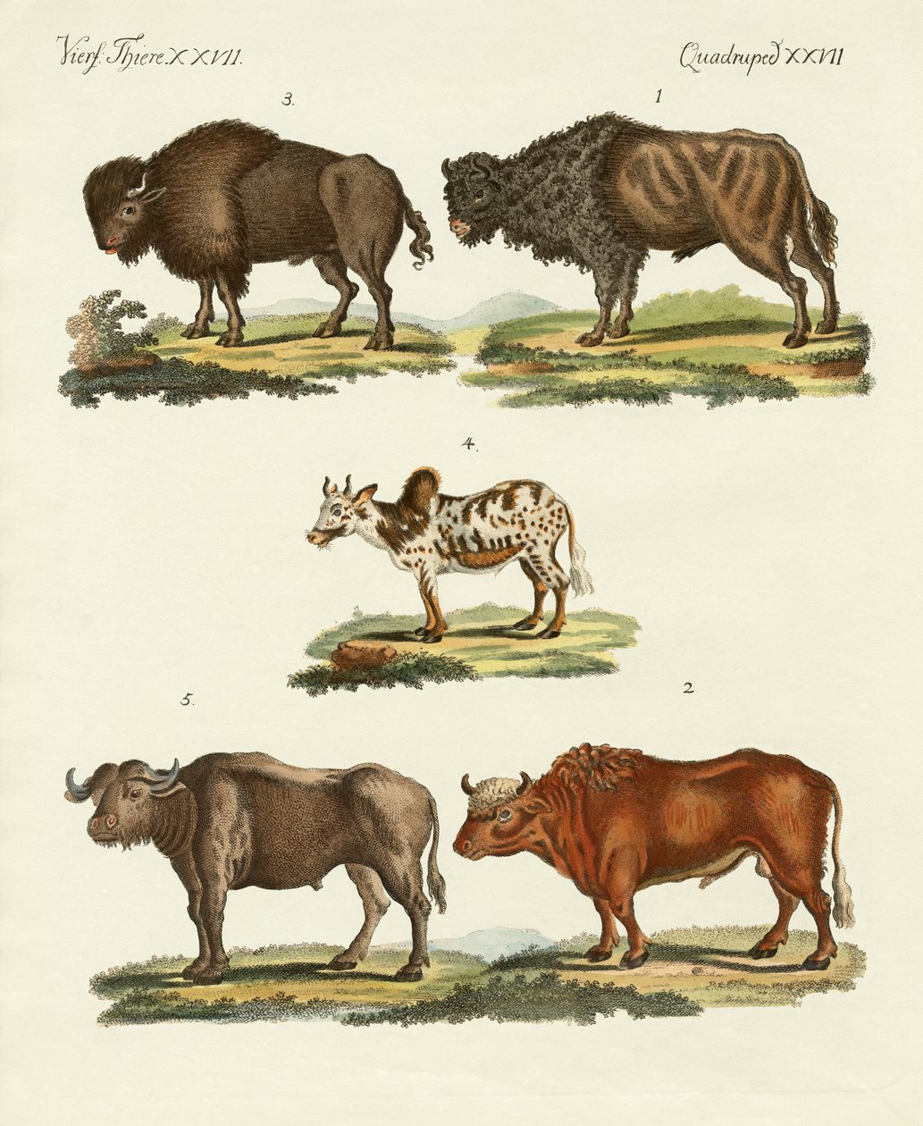 Vários tipos de bois de German School