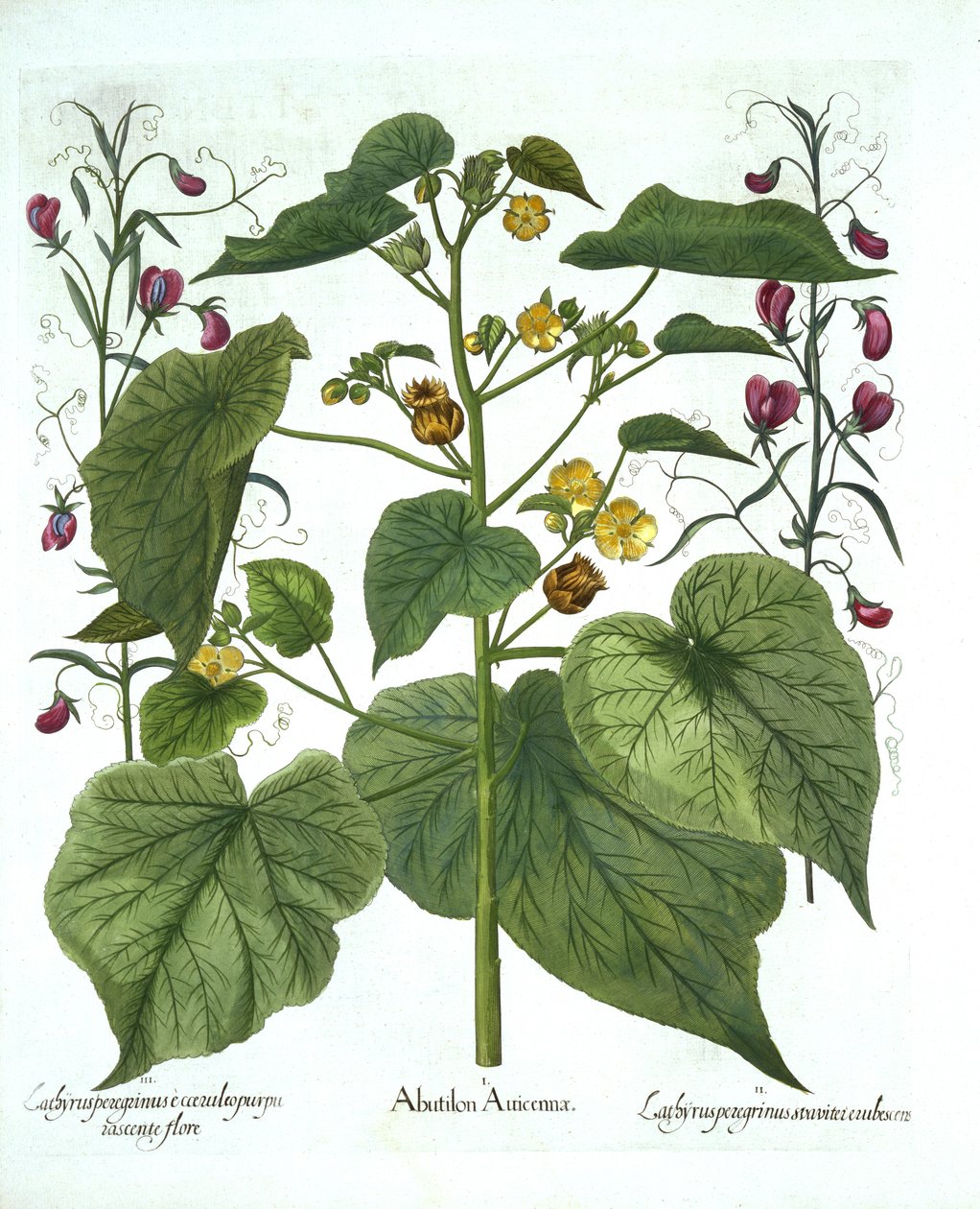 Velvetleaf e Sweet Peas, de Hortus Eystettensis, de Basil Besler (1561-1629), pub. 1613 (gravura colorida à mão) de German School