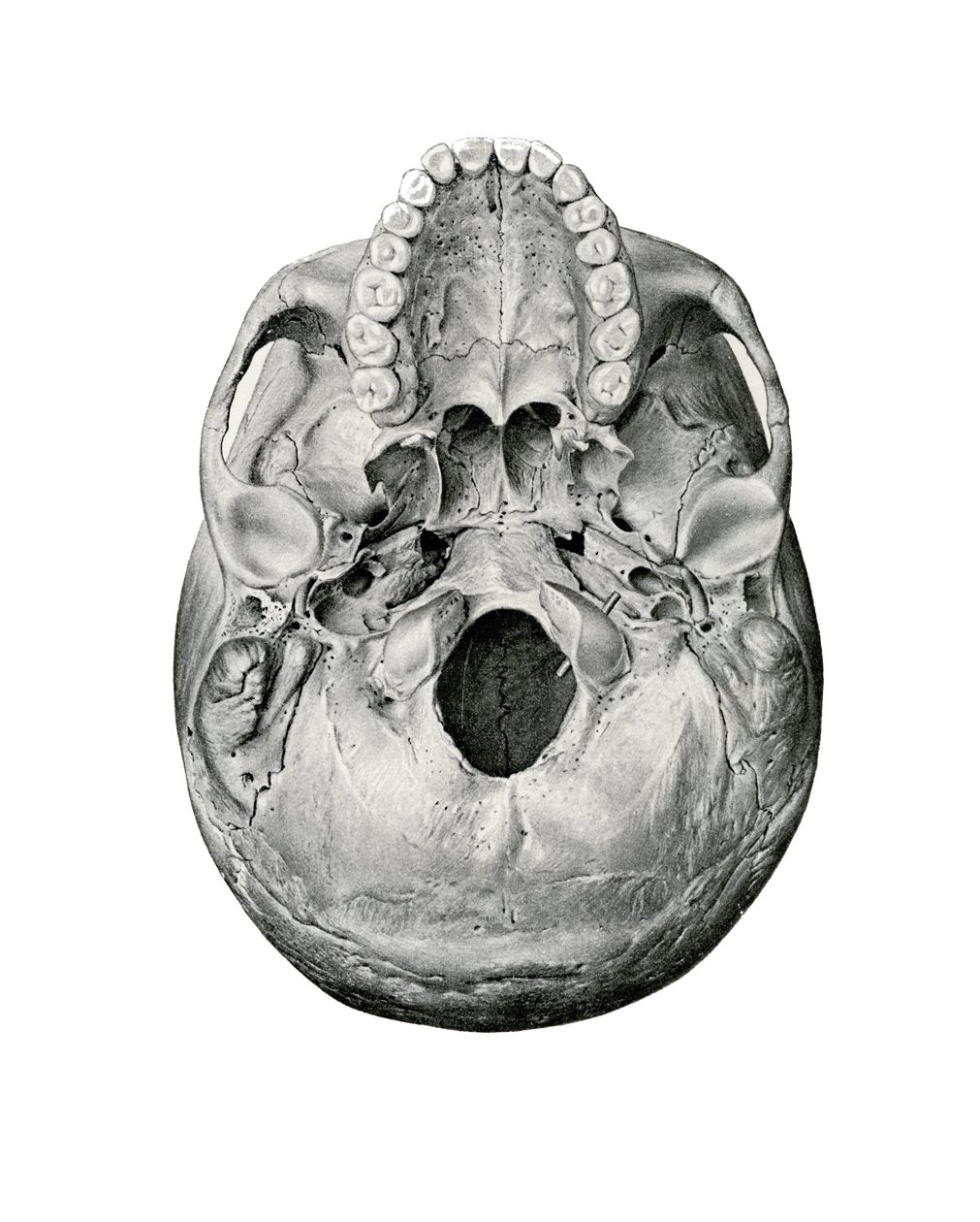 Visão Ventral do Crânio Humano de German School