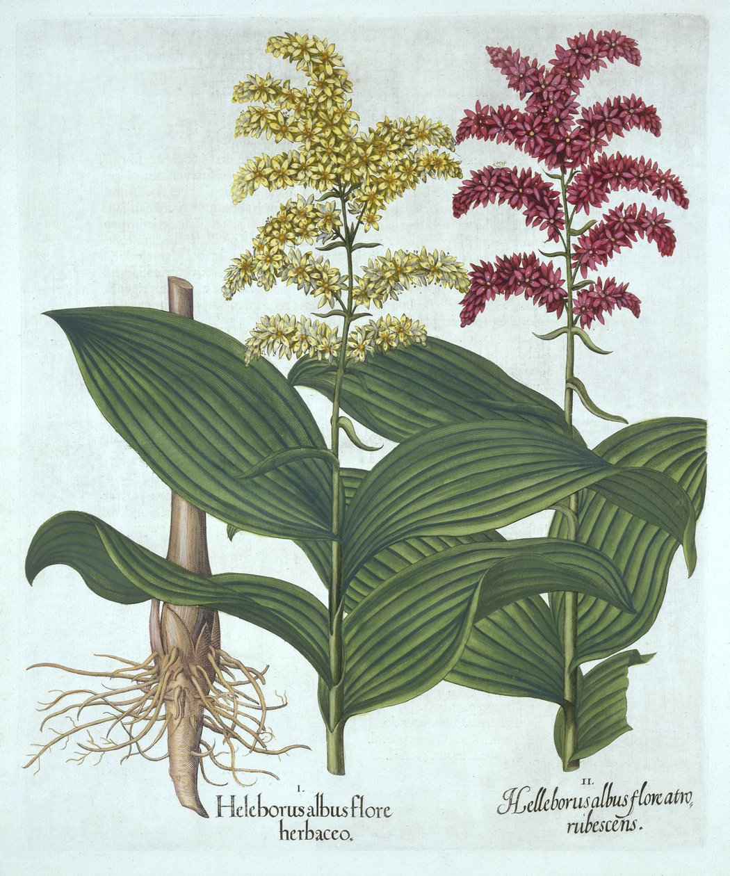 Veratrum, de "Hortus Eystettensis", de Basil Besler de German School