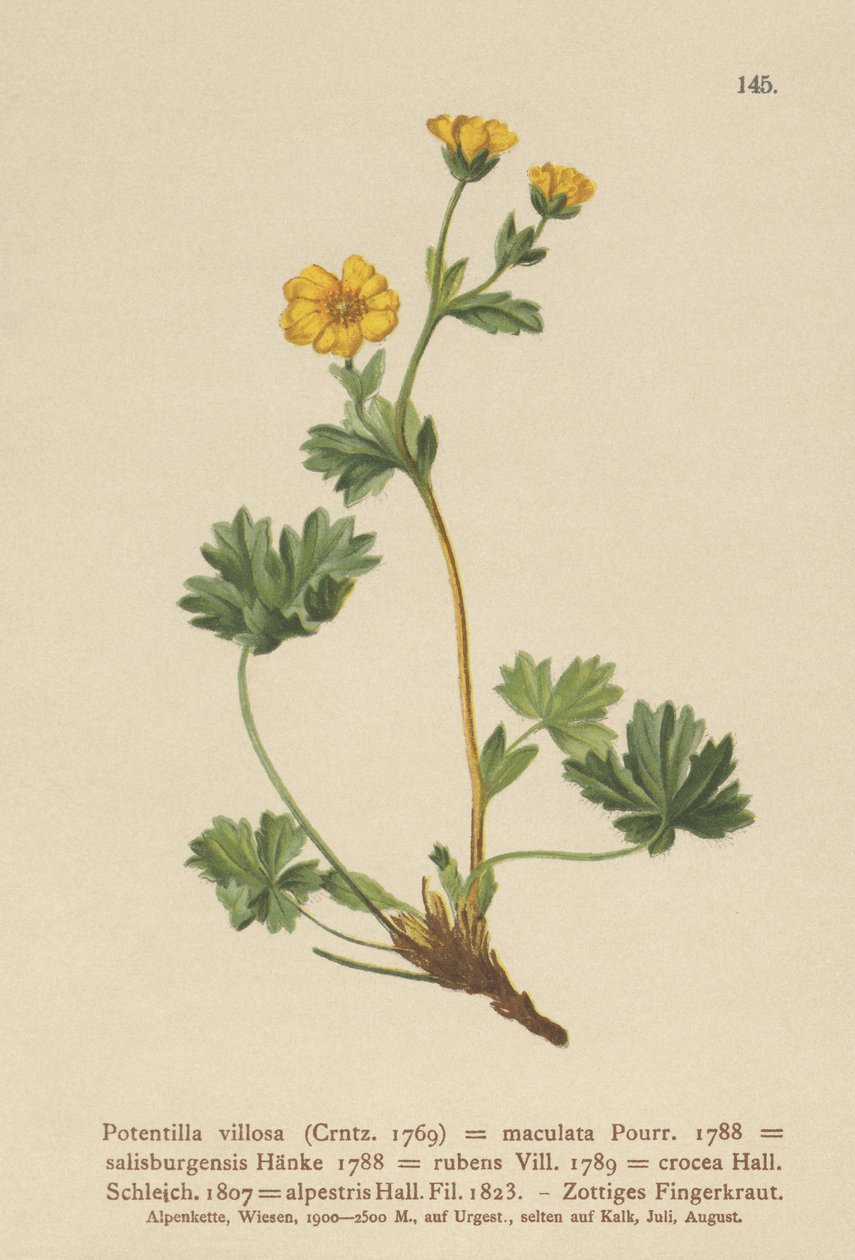 Cinquefoil viloso (Potentilla villosa, Potentilla maculata, Potentilla rubens, Potentilla crocea, Potentilla alpestris, Potentilla salisburgensis) de German School