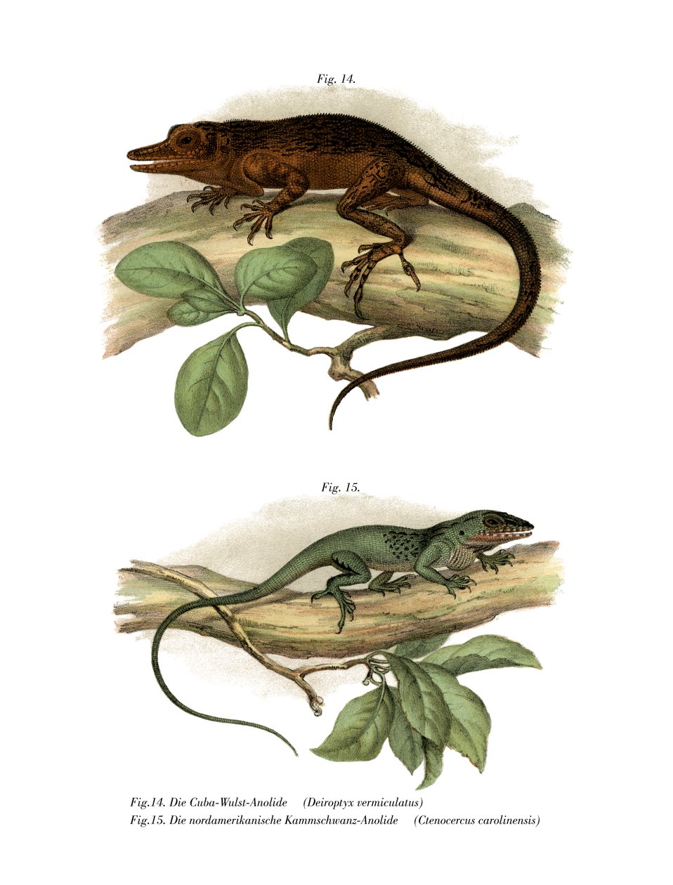 Vinales Anole (cor litho) de German School