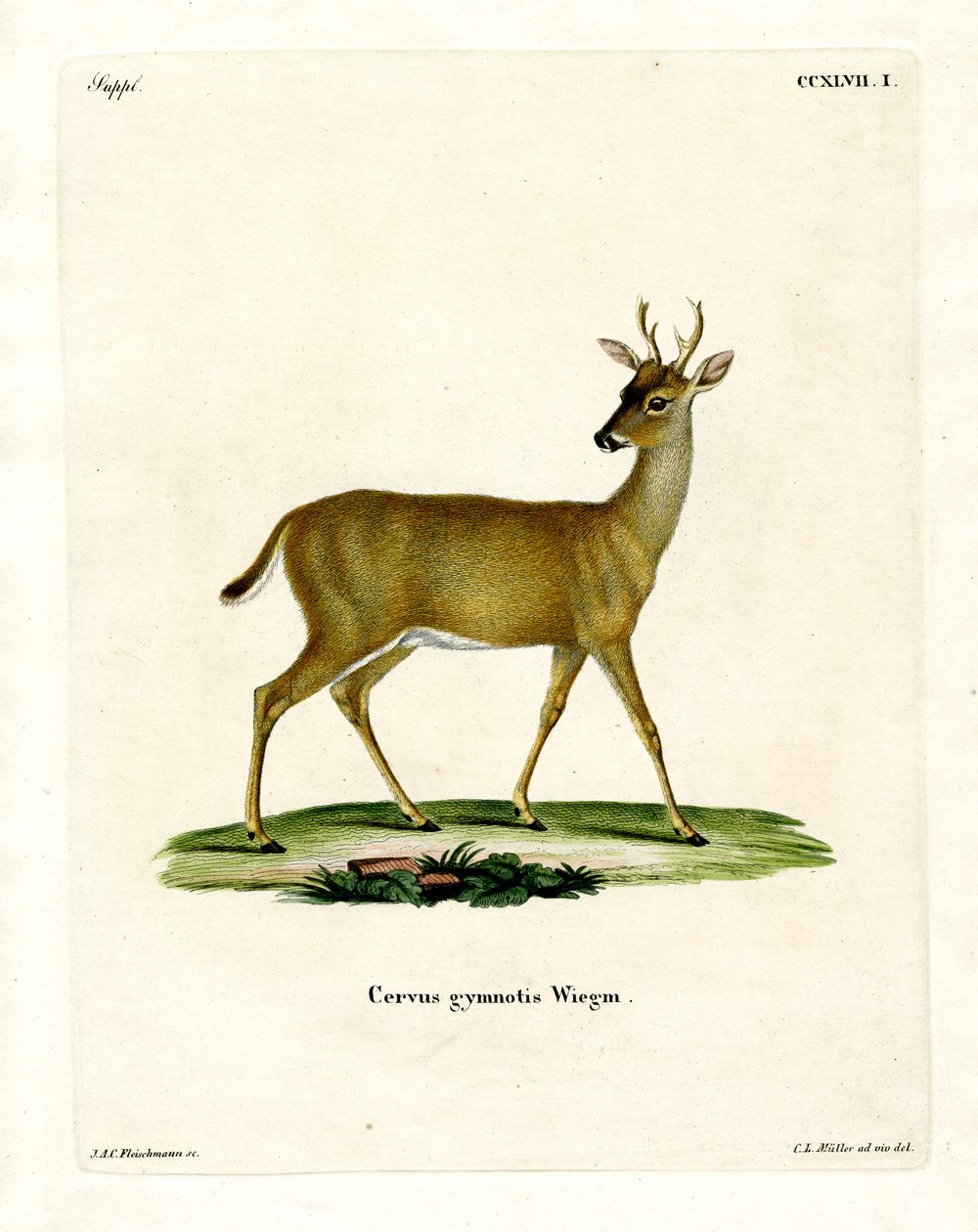 Cervo da Virgínia (gravura colorida) de German School