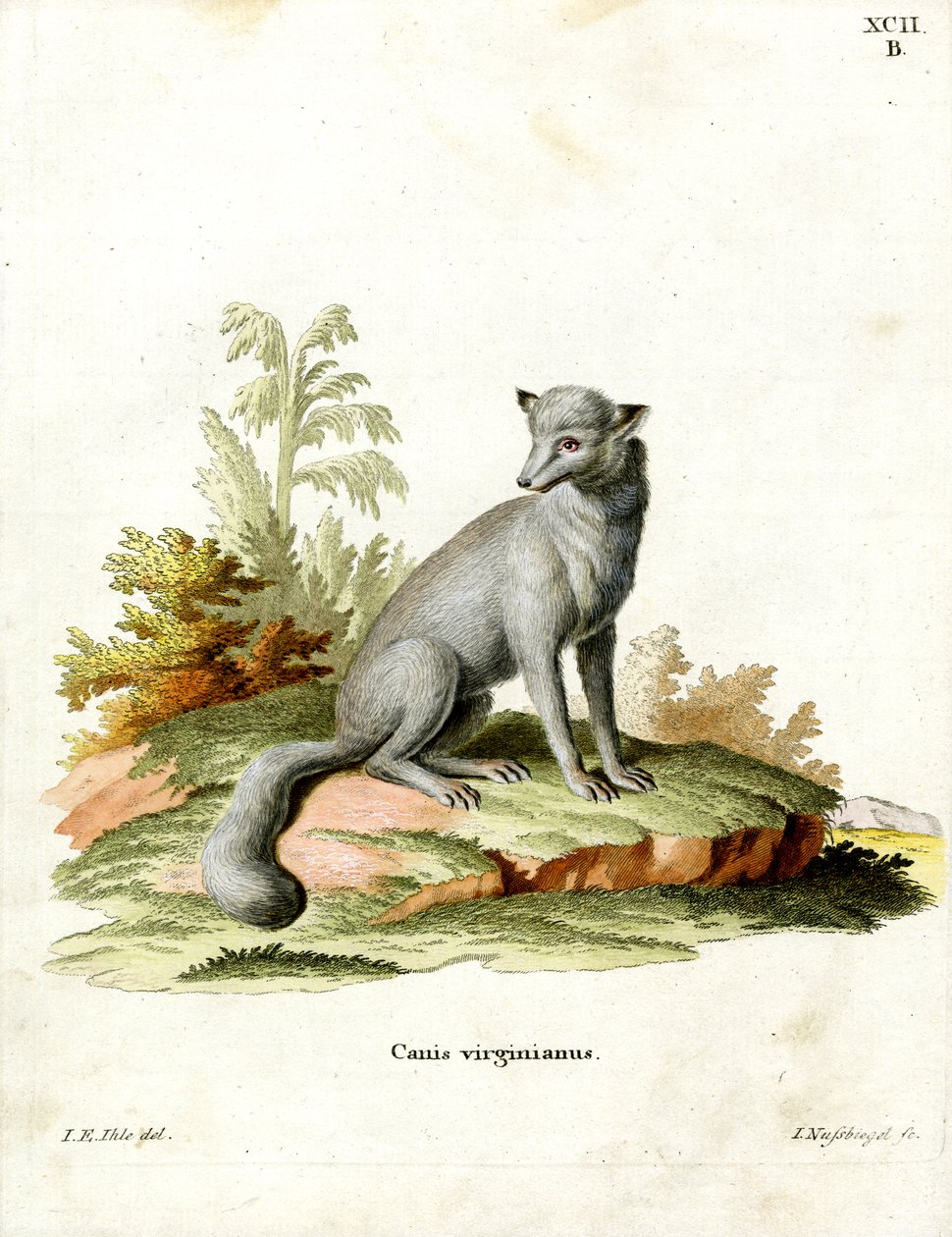 Raposa da Virgínia (gravação a cores) de German School