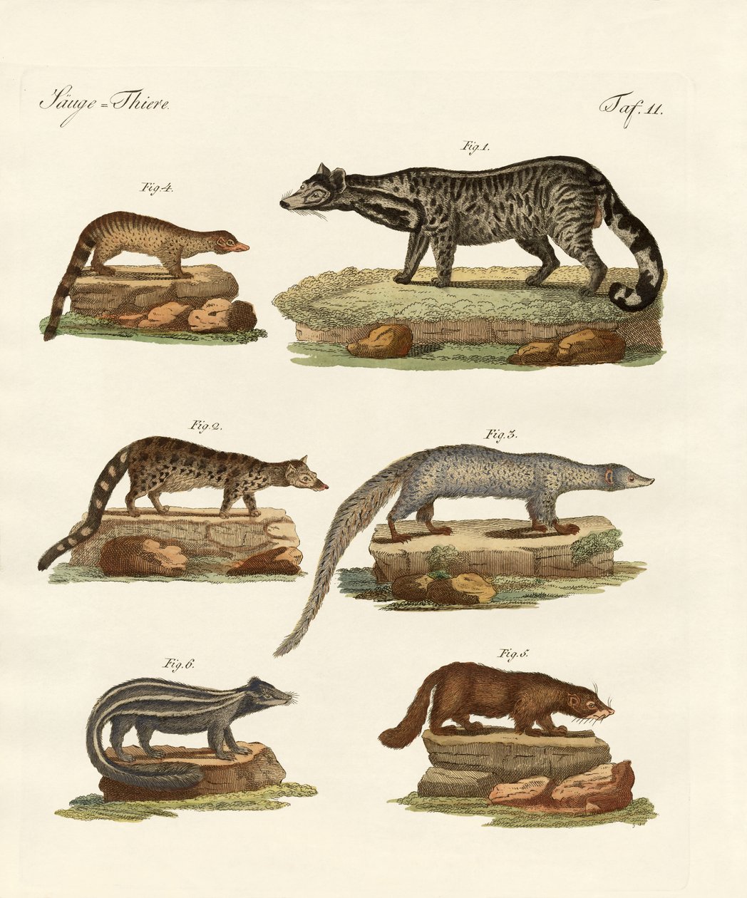 Desenhos animados, zibets, gambás de German School