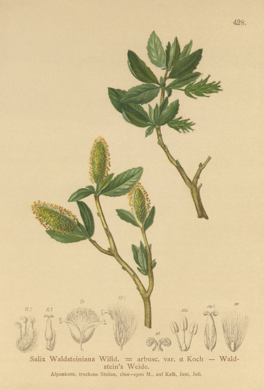 Waldstein Salgueiro (Salix Waldsteiniana, Salix arbusc. Var.) de German School