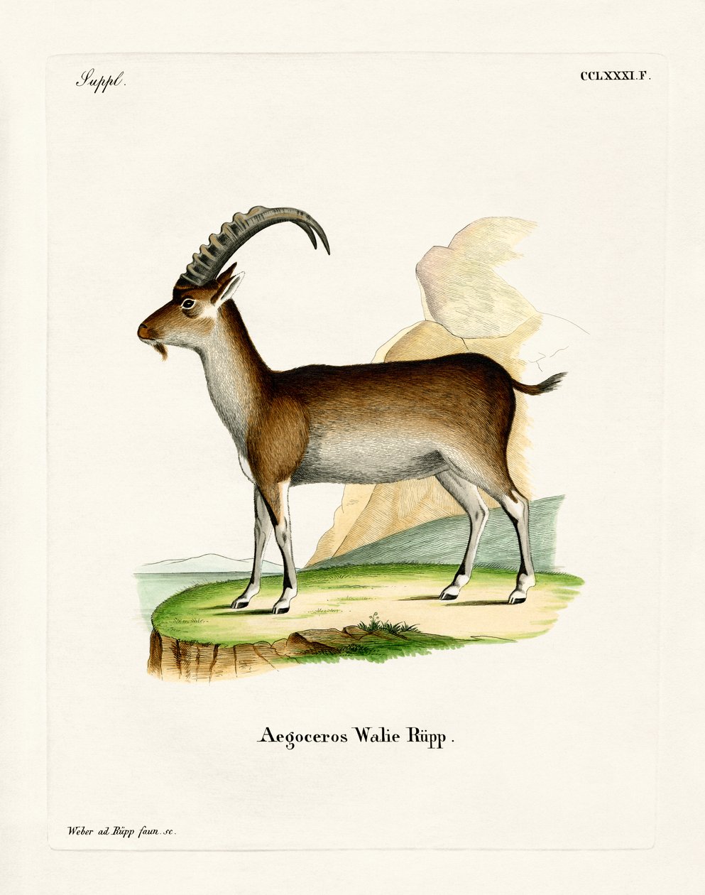 Walia Ibex (gravação a cores) de German School