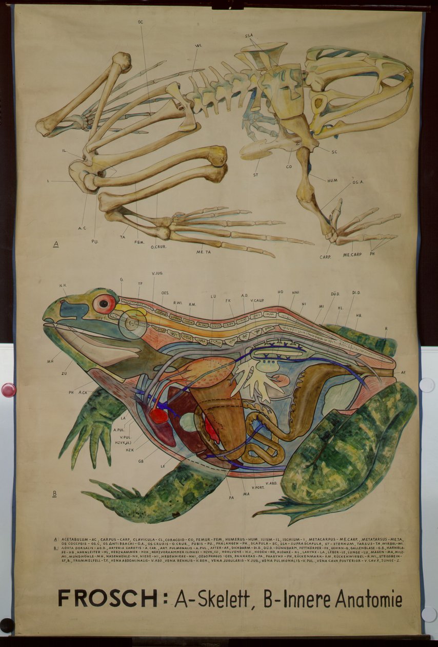 Carta de parede do esqueleto e anatomia de uma rã de German School