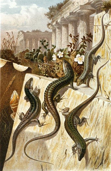 Lagarto de parede, prato de "Brehms Tierleben": Allgemeine Kunde des Tierreichs", vol.7, p.151, publicado pelo Bibliographisches Institut de German School