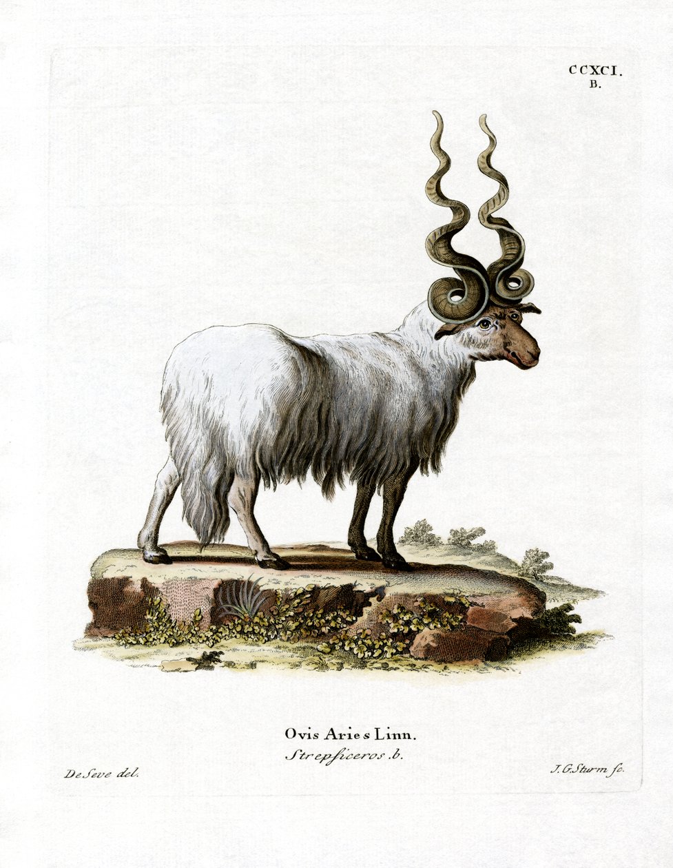 Wallachian Sheep (gravação a cores) de German School