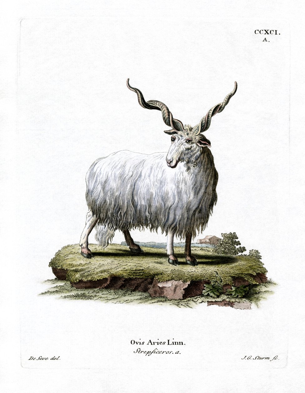 Wallachian Sheep (gravação a cores) de German School