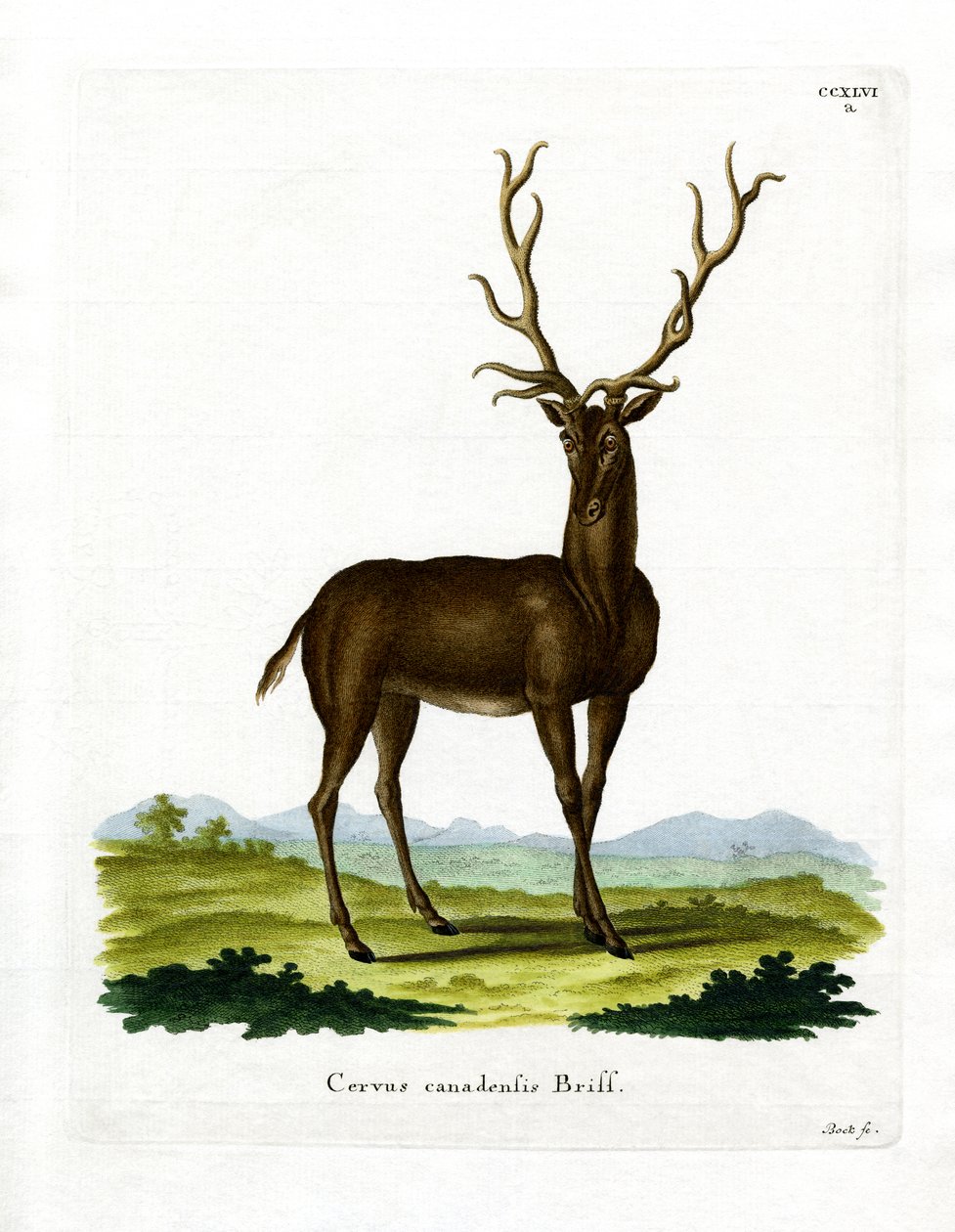 Wapiti (gravação a cores) de German School
