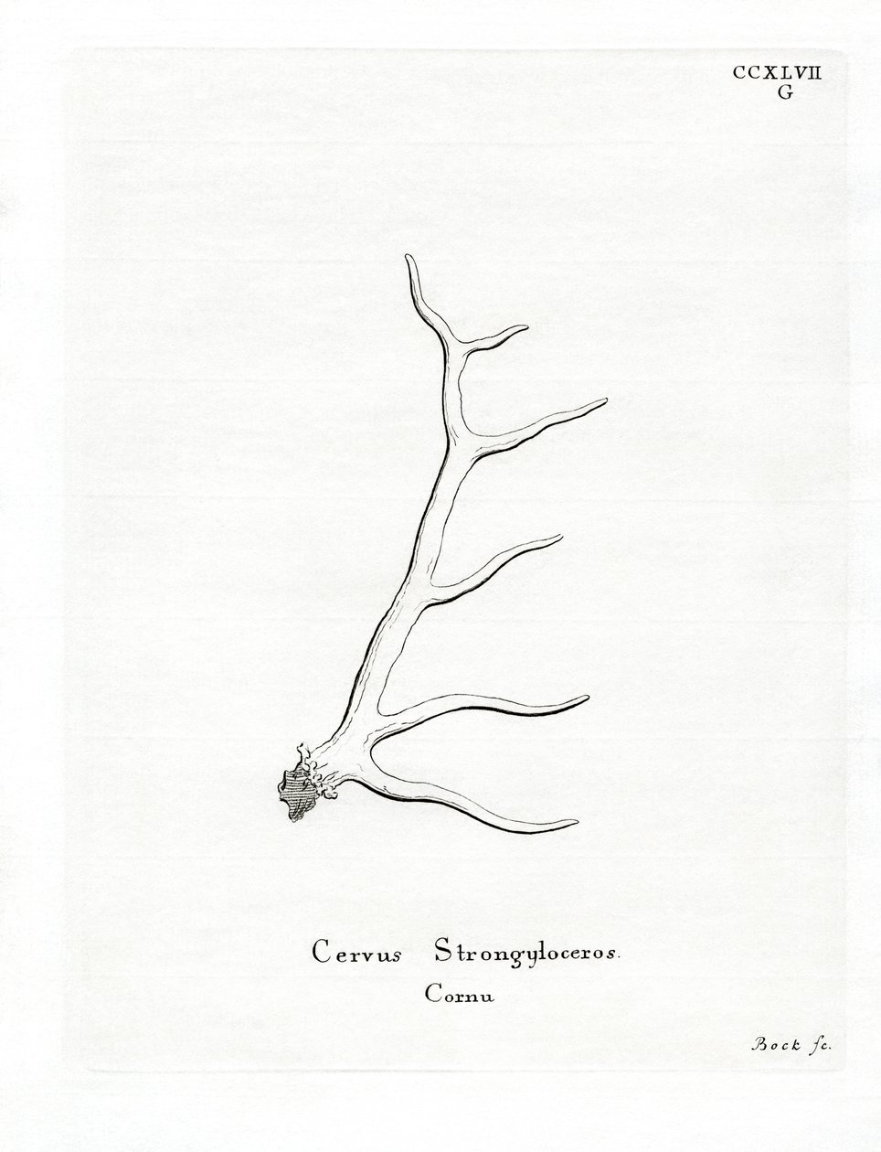 Wapiti Antlers (gravura colorida) de German School