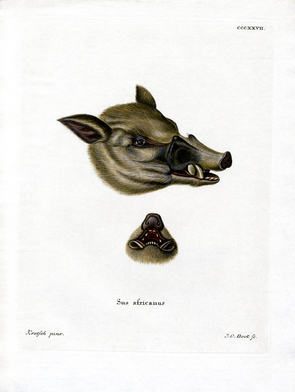 Warthog (gravação a cores) de German School