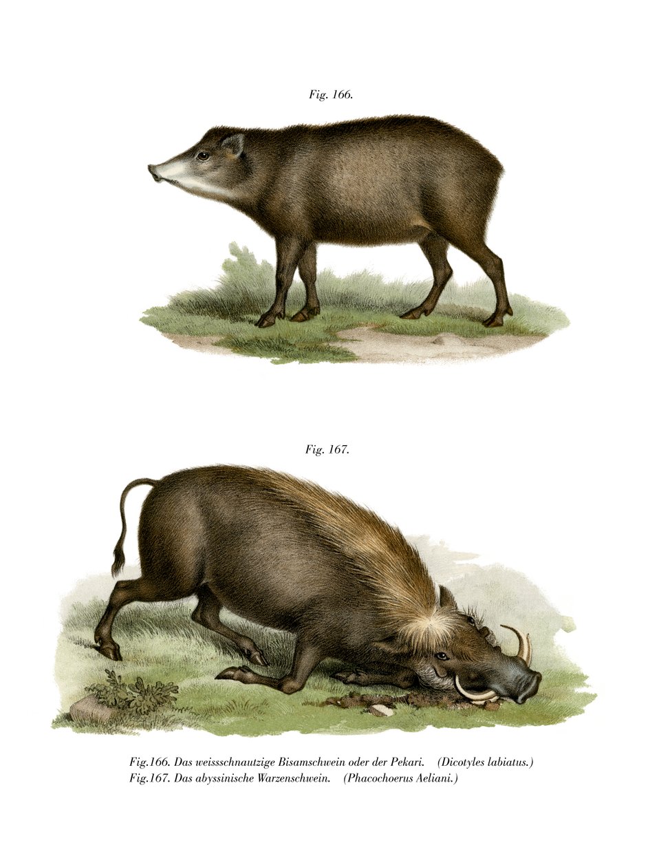Javali, 1860 de German School