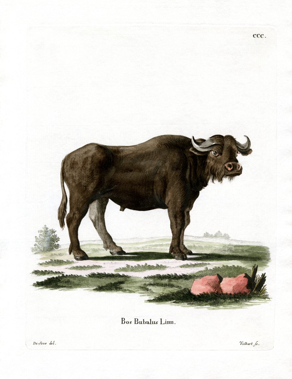 Búfalo de água (gravação a cores) de German School