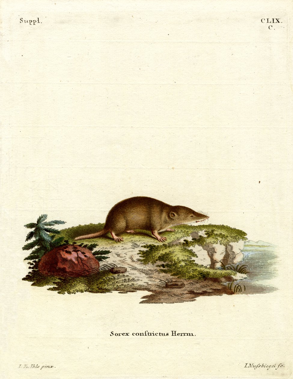 Water Shrew (gravura colorida) de German School