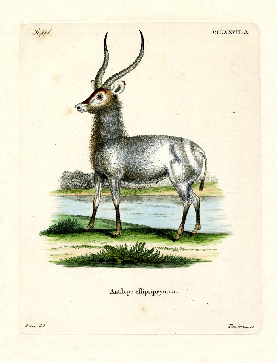 Waterbuck (gravação a cores) de German School