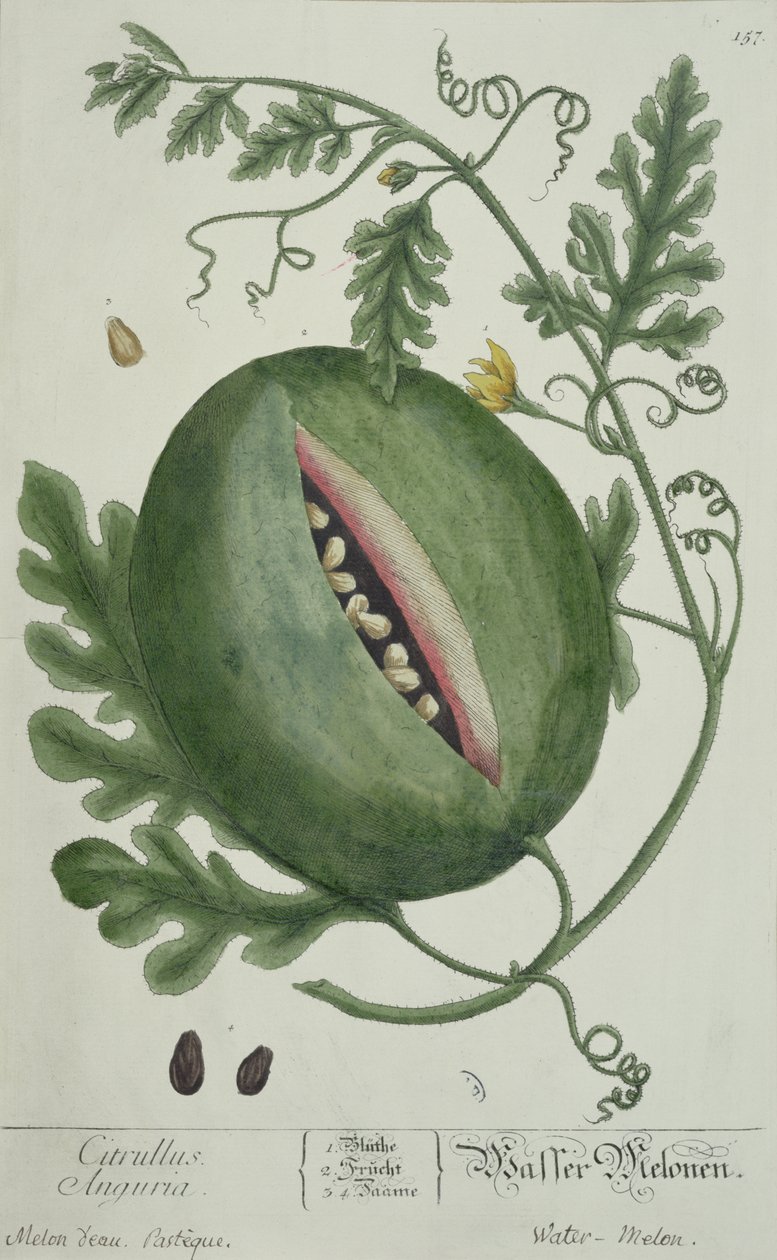 Melancia, de A Curious Herbal, edição alemã, publicada em 1757 de German School