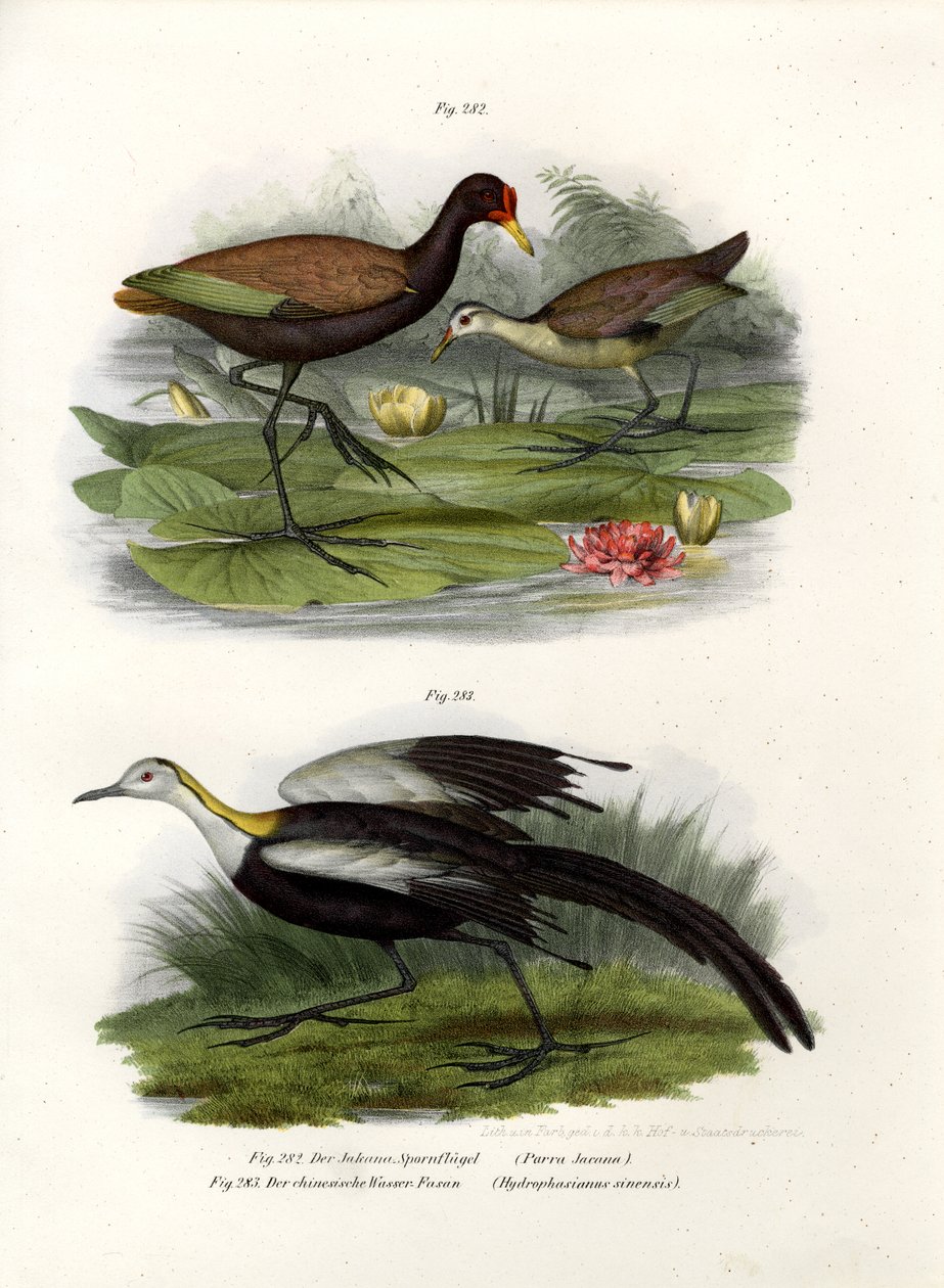 Jacinto Wattled, 1864 de German School