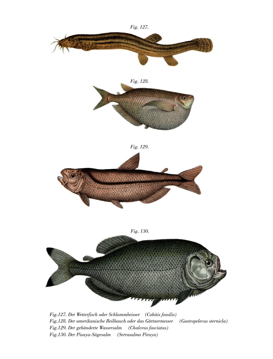 Weather Loach (cor litho) de German School