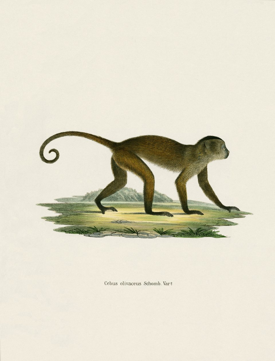 Capuchinho Chorão (gravura colorida) de German School