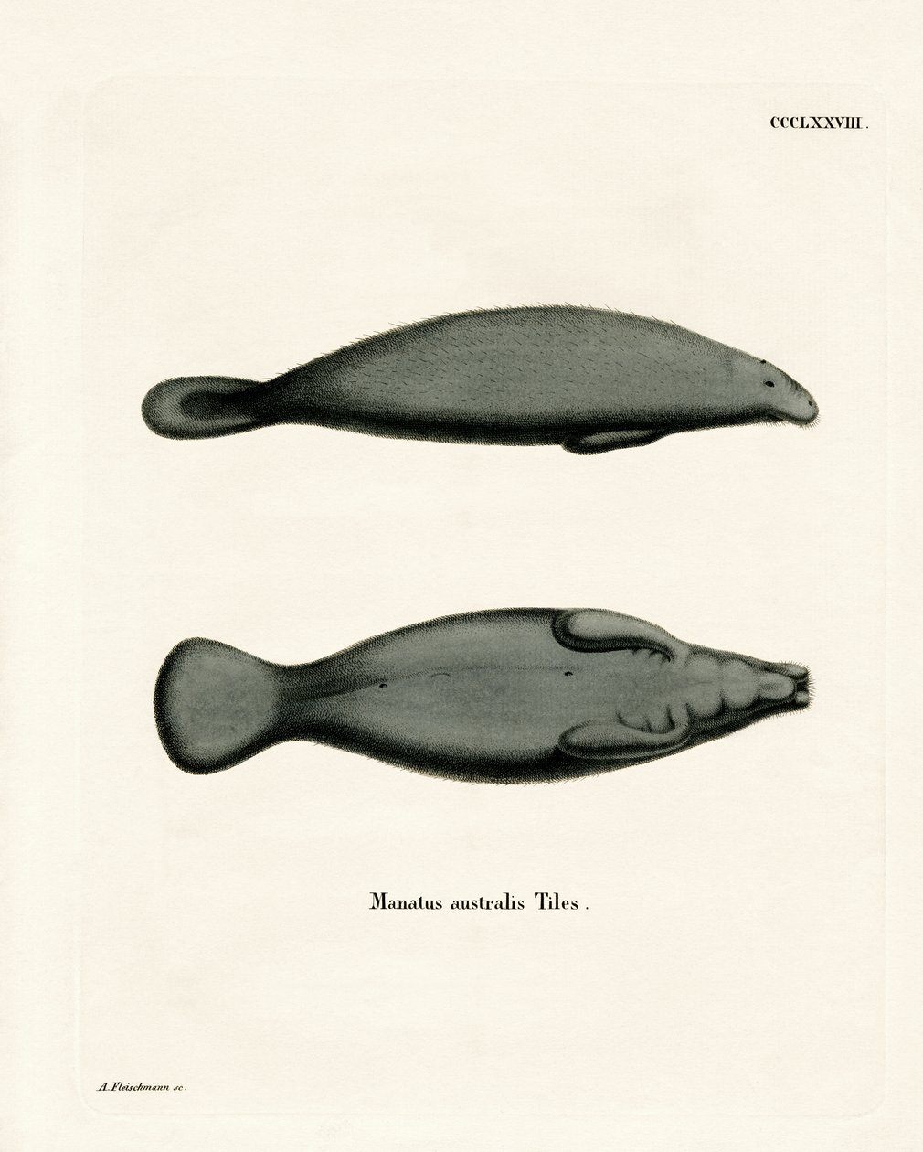 Manati da Índia Ocidental (gravura colorida) de German School