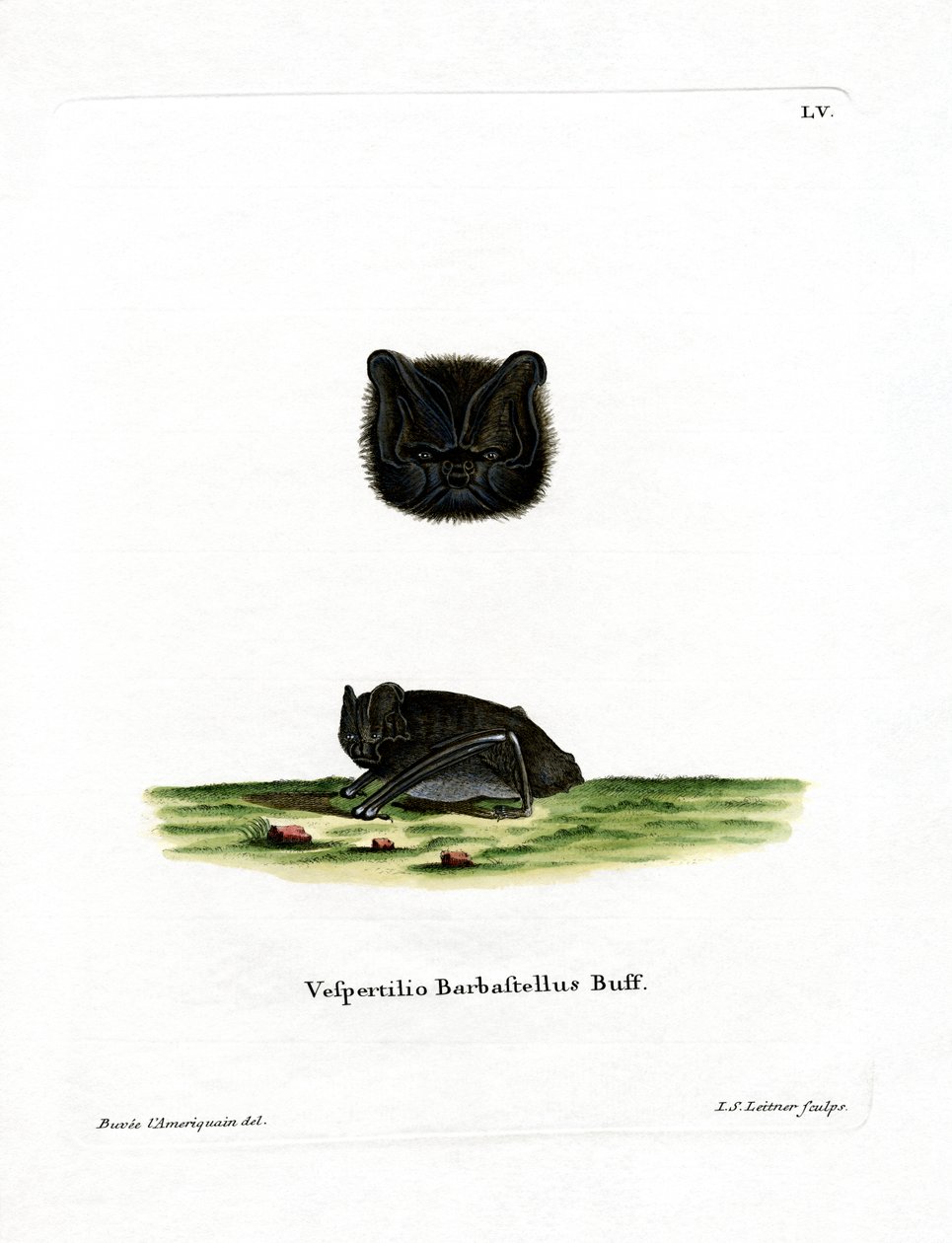 Barbastelle Ocidental (gravação a cores) de German School
