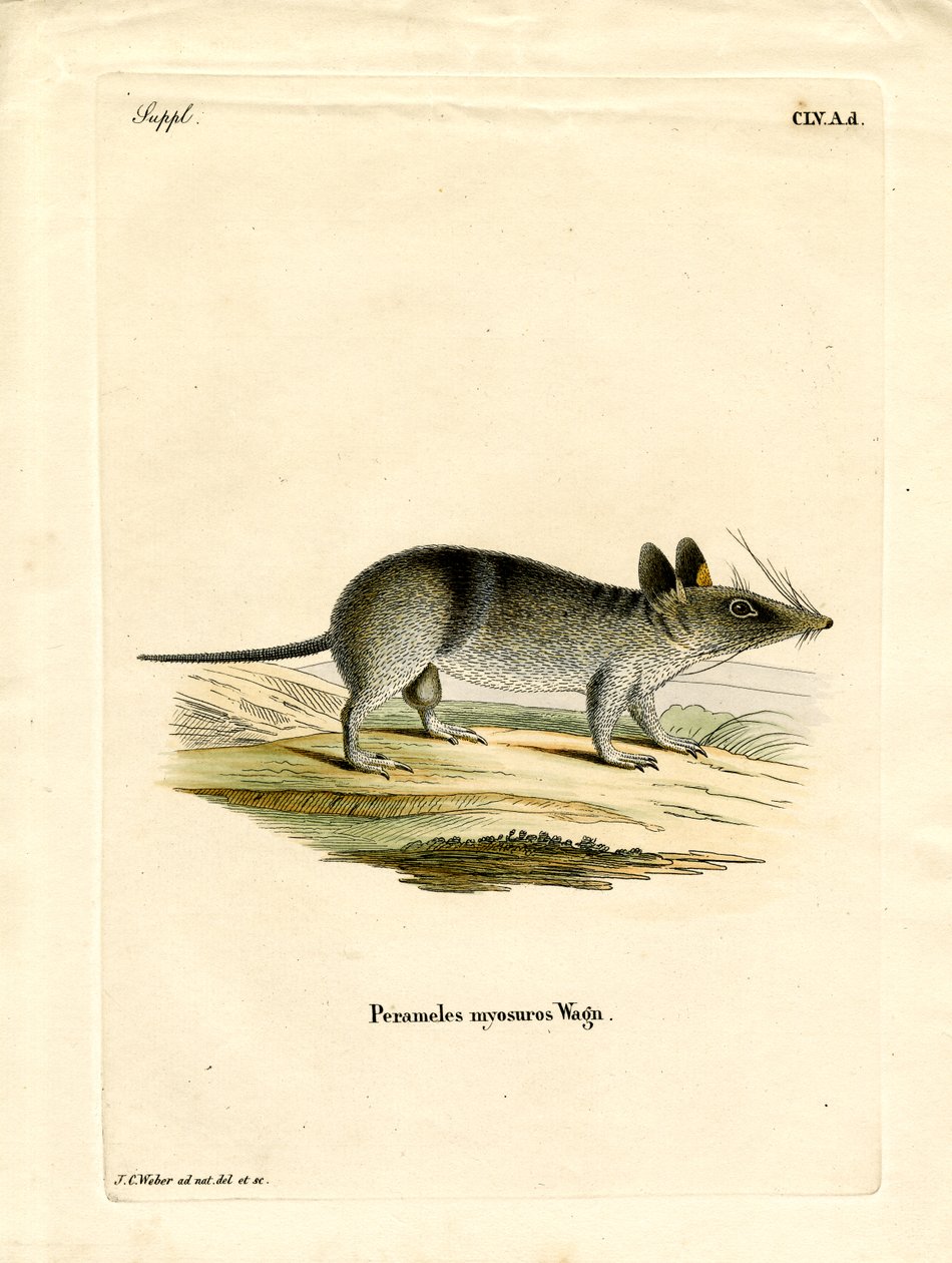 Western Barred Bandicoot (gravura a cores) de German School