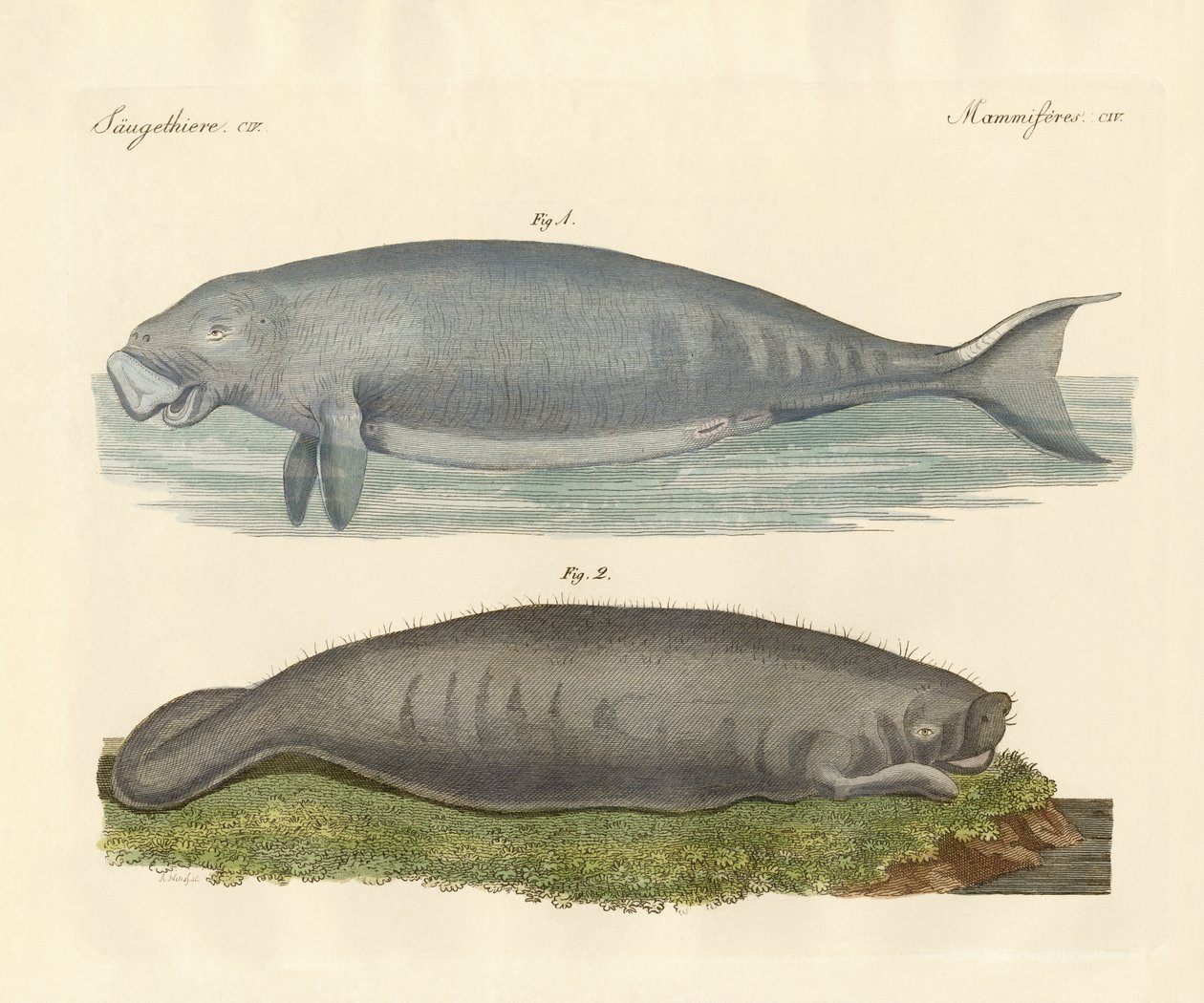 Animais semelhantes a baleias (gravura colorida) de German School
