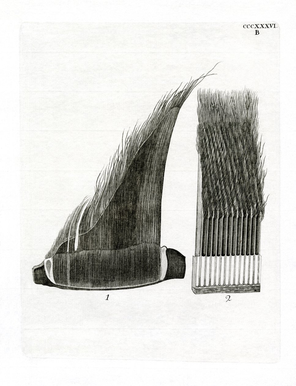 Whale Baleen Plates (gravação a cores) de German School