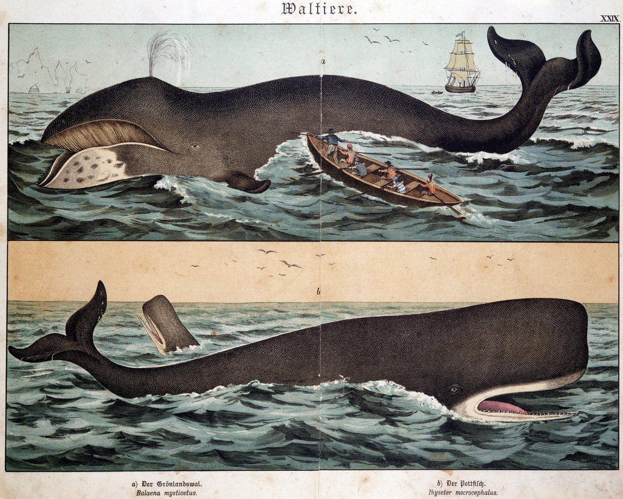 Whale, em "História Natural dos Mamíferos", ed. Schreiber, Munique de German School
