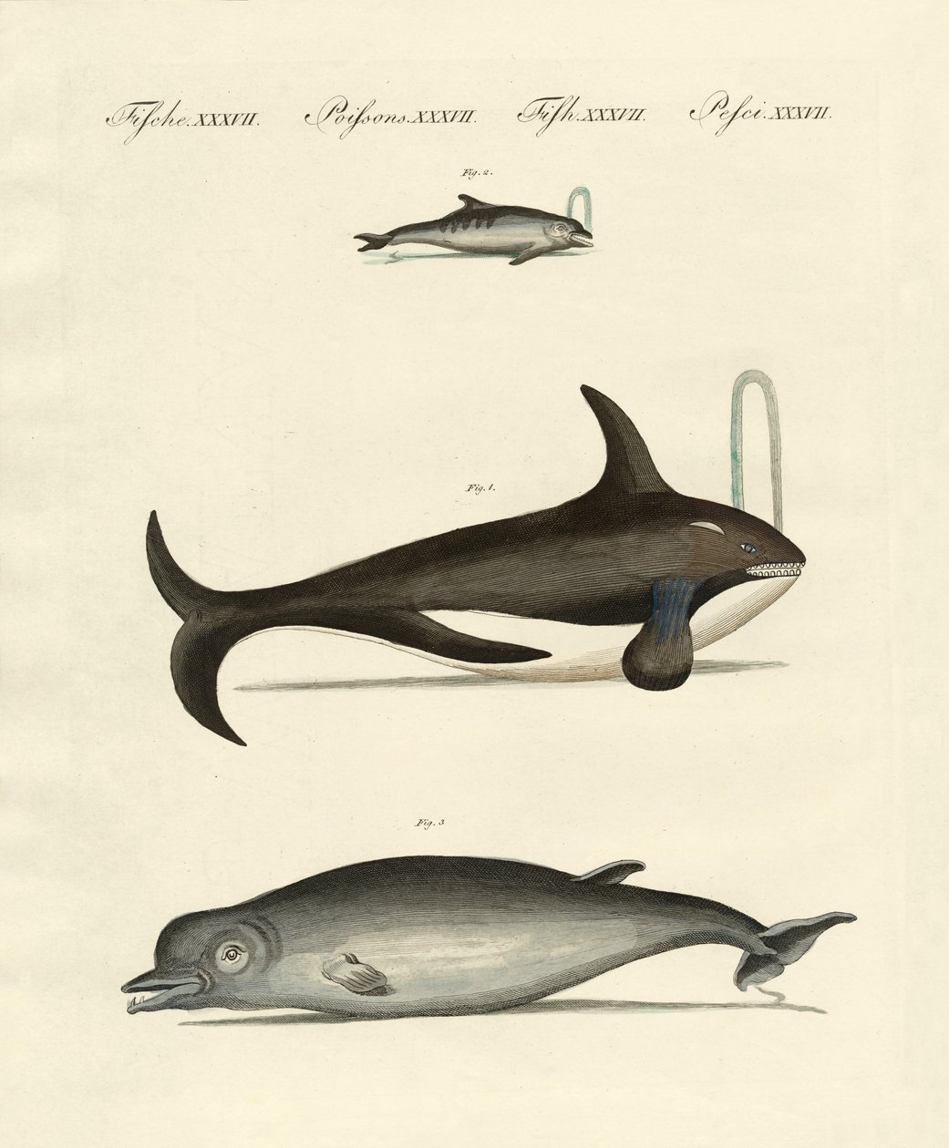 Baleias e golfinhos (gravura colorida) de German School