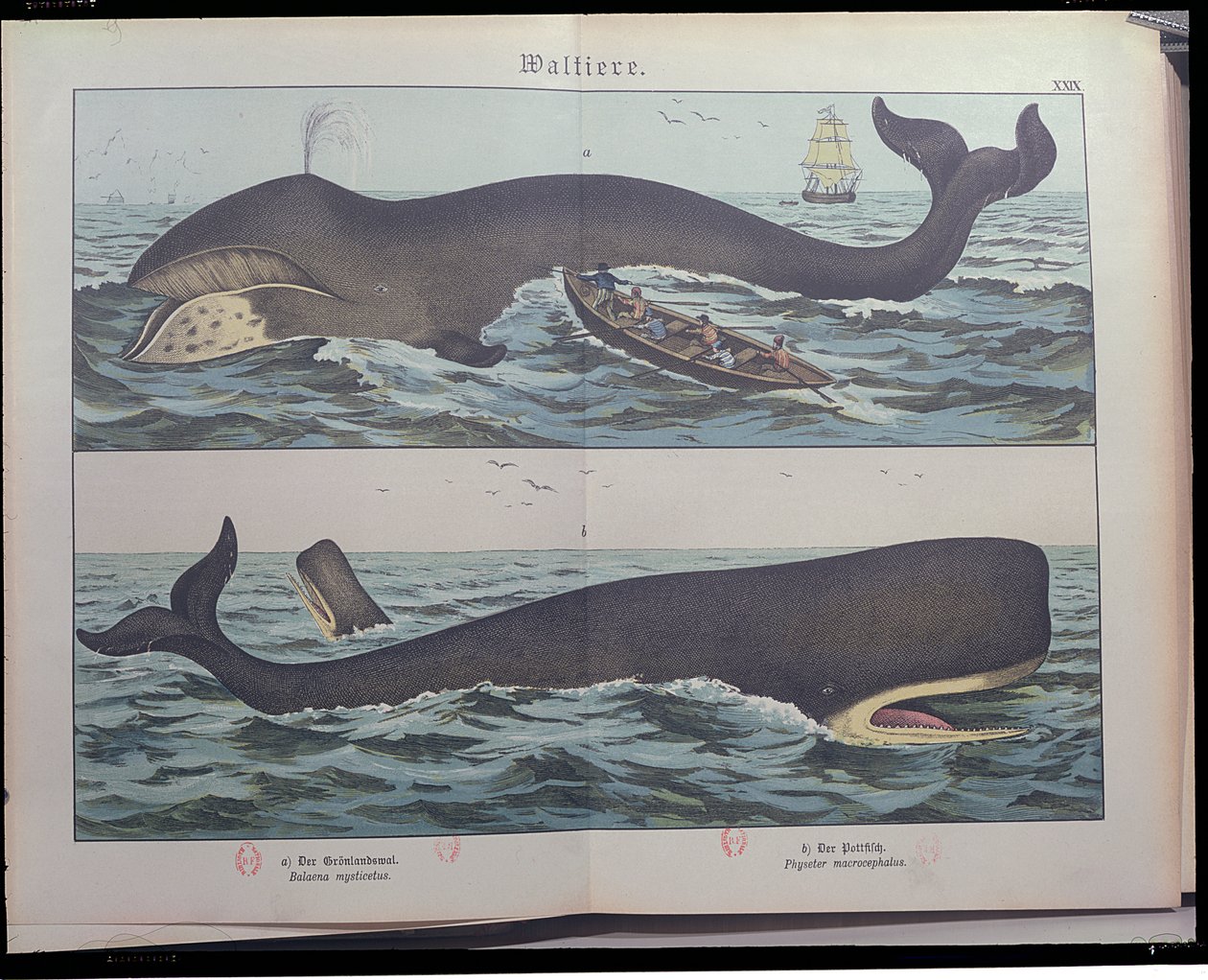 Baleia e baleia cachalote, da história natural dos mamíferos (1861) por Gotthelf Heinrich von Schubert (1780-1860), publicado em Stuttgart, 1886 (cor gravura) de German School