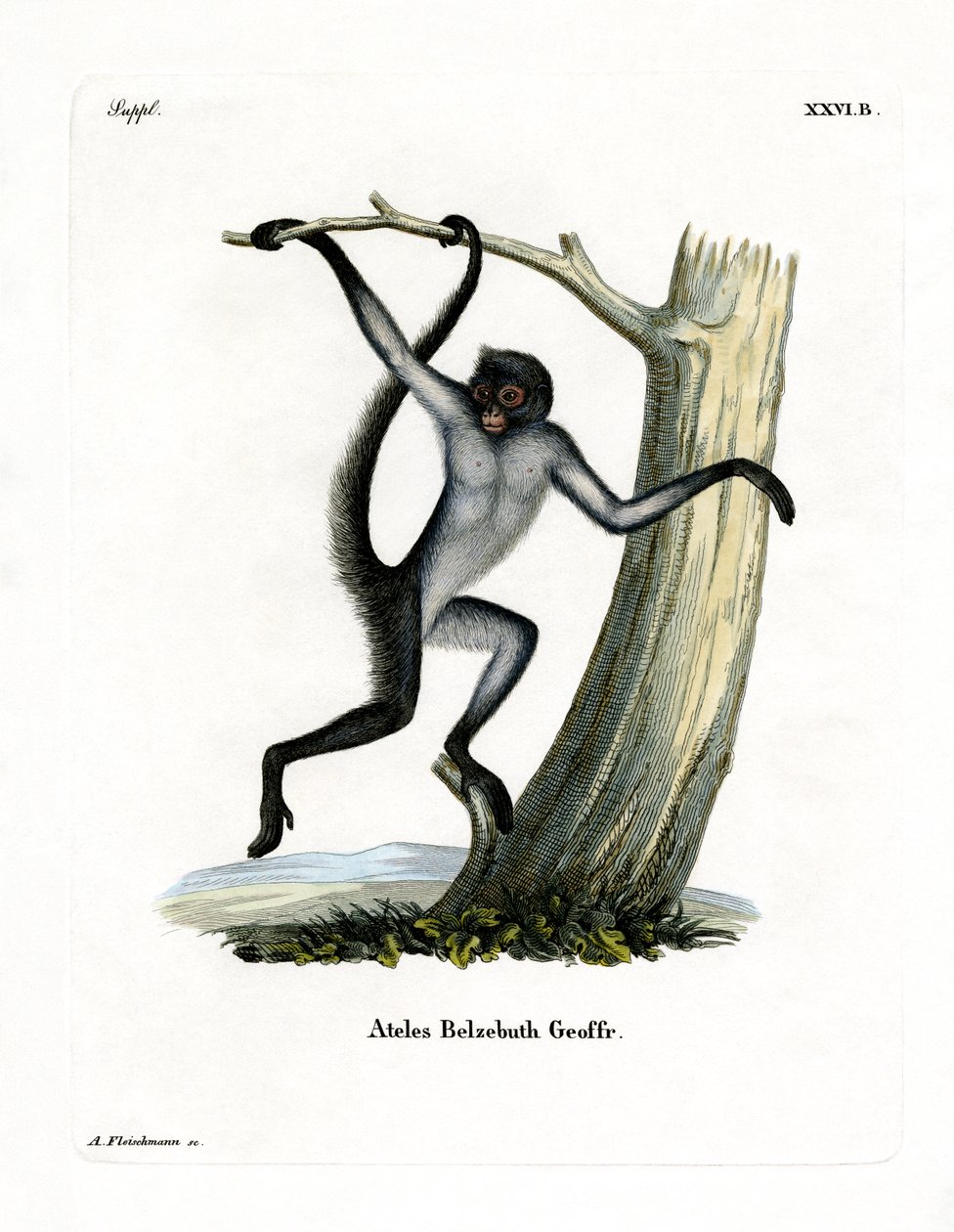 Macaco-aranha de barriga branca (gravação a cores) de German School