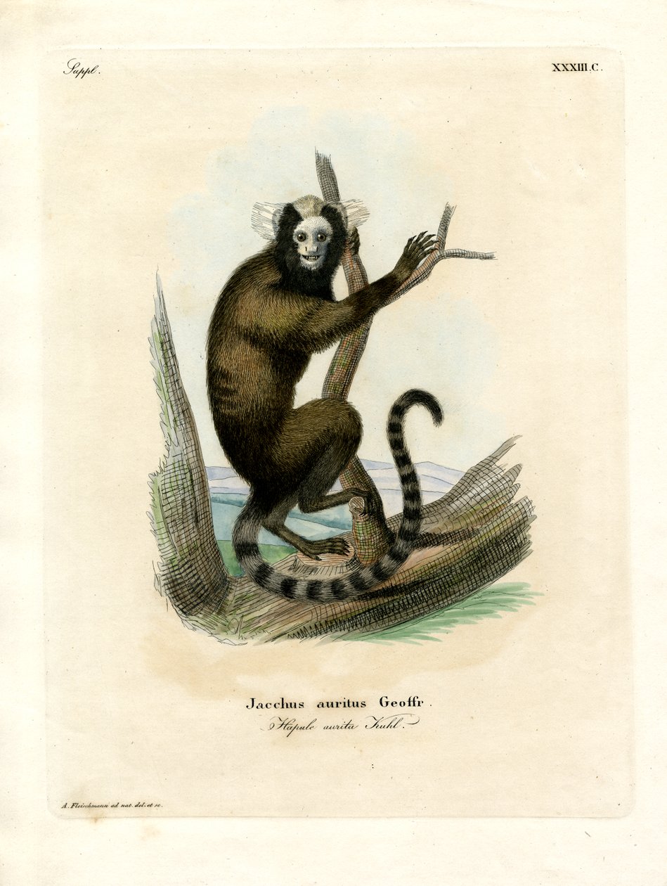 Marmoset de orelha branca (gravação colorida) de German School