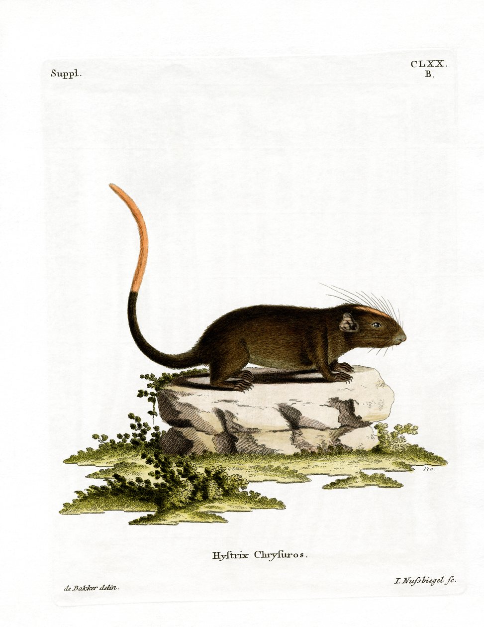 Rato espinhoso de face branca (gravura colorida) de German School
