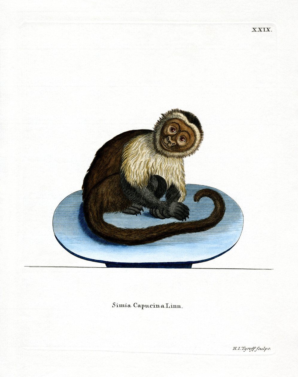 Capuchinho de cabeça branca (gravura colorida) de German School
