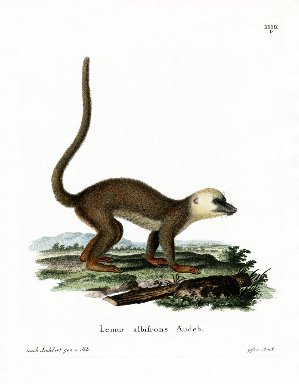 Lemur de cabeça branca (gravação a cores) de German School