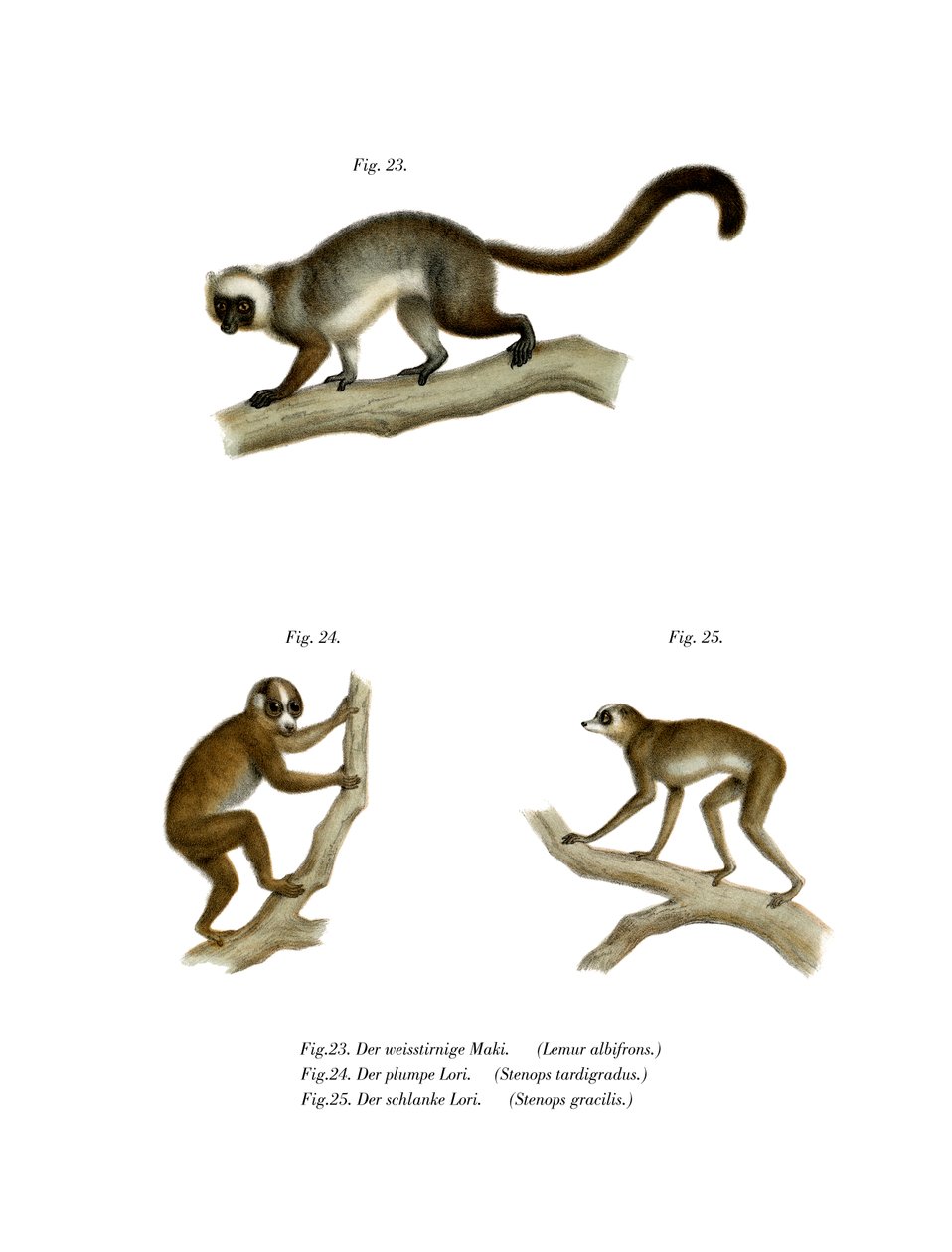Lemur Branco-dirigido, 1860 de German School