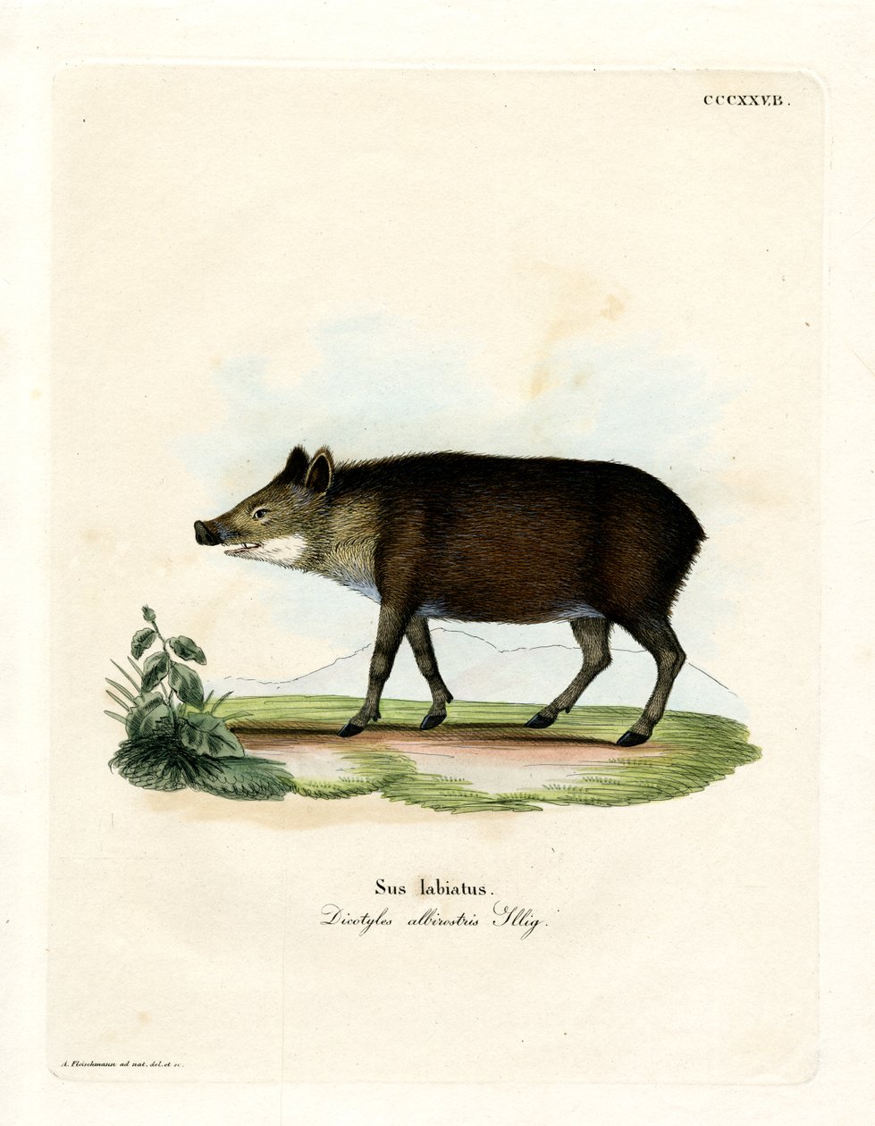 Peccary (gravação a cores) de German School