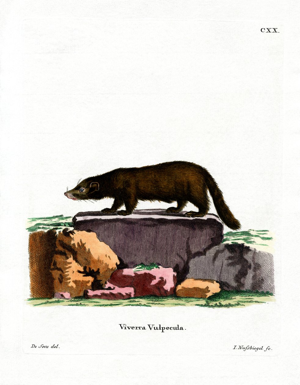 Coati de nariz branco (gravação a cores) de German School