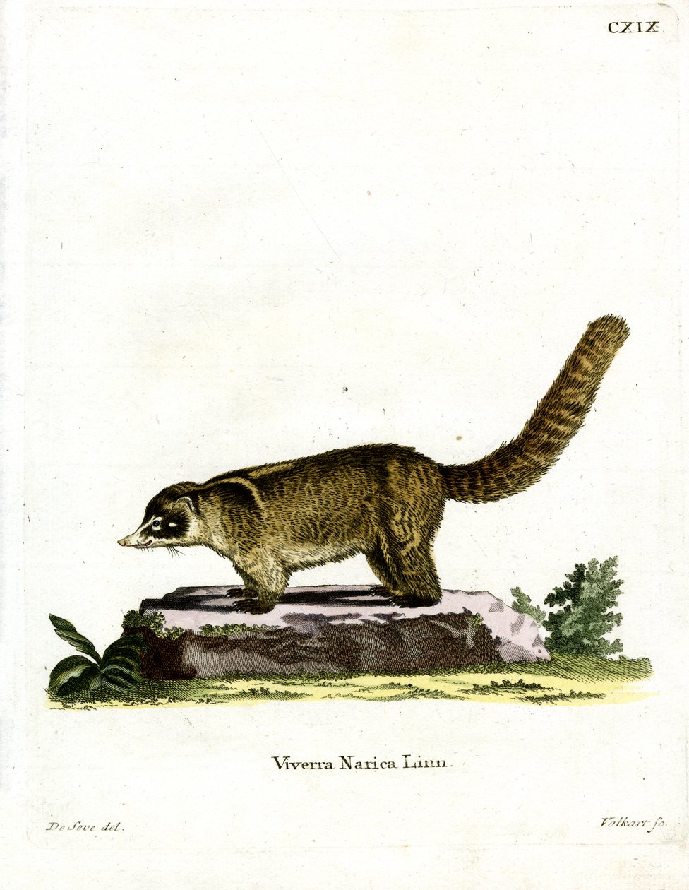 Coati de nariz branco (gravação a cores) de German School