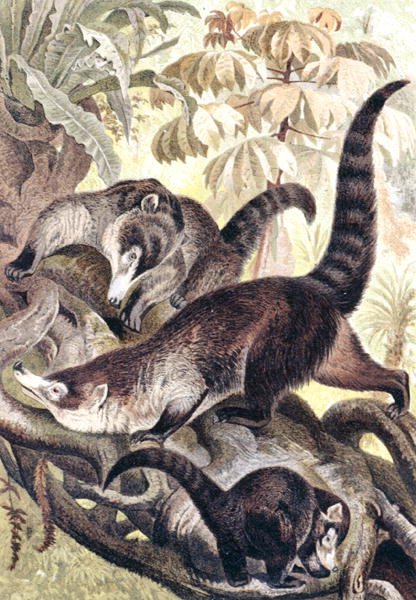 Coati de nariz branco, prato de "Brehms Tierleben": Allgemeine Kunde des Tierreichs", vol.2, p.278, publicado pelo Bibliographisches Institut de German School