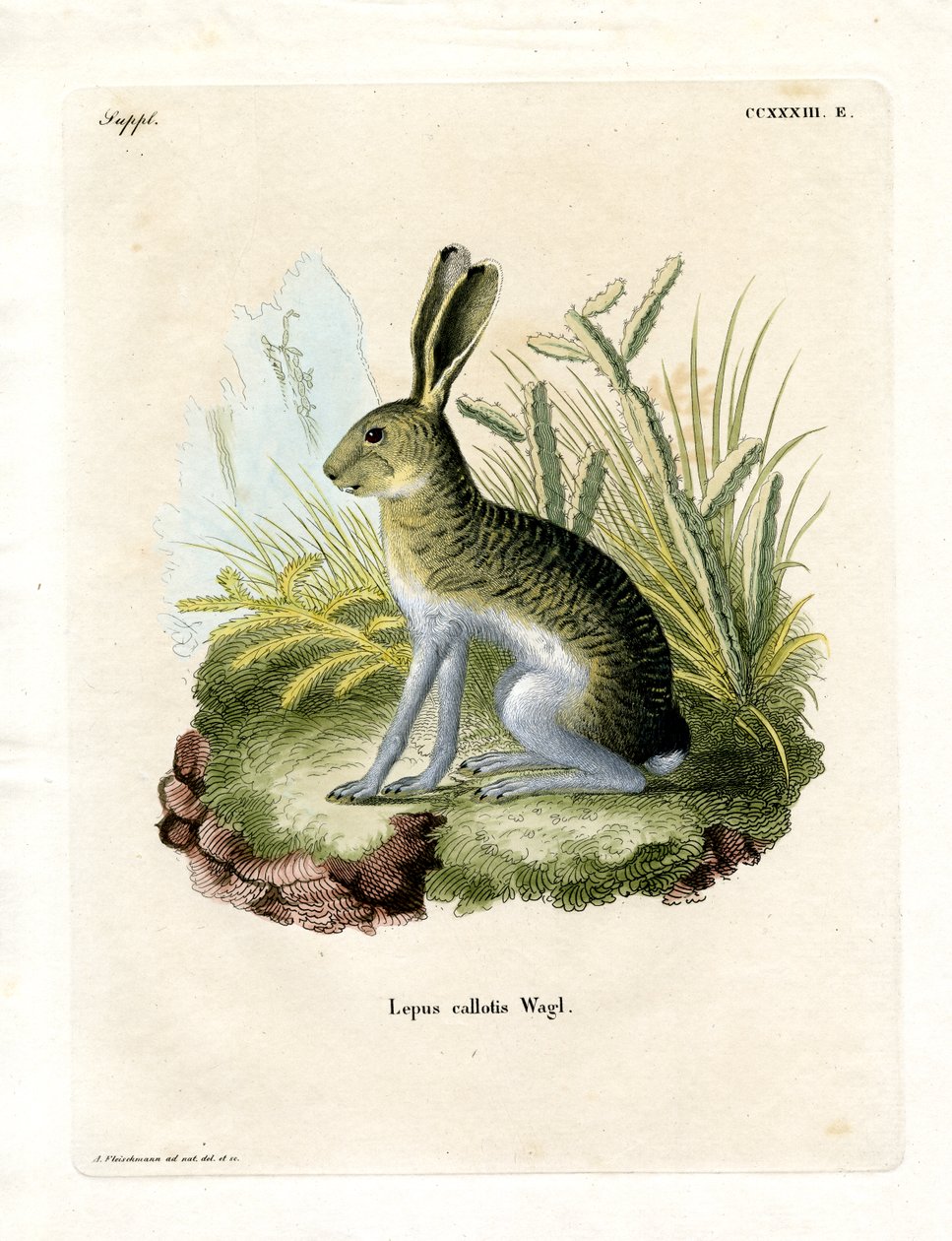 Jackrabbit de face branca (gravação a cores) de German School