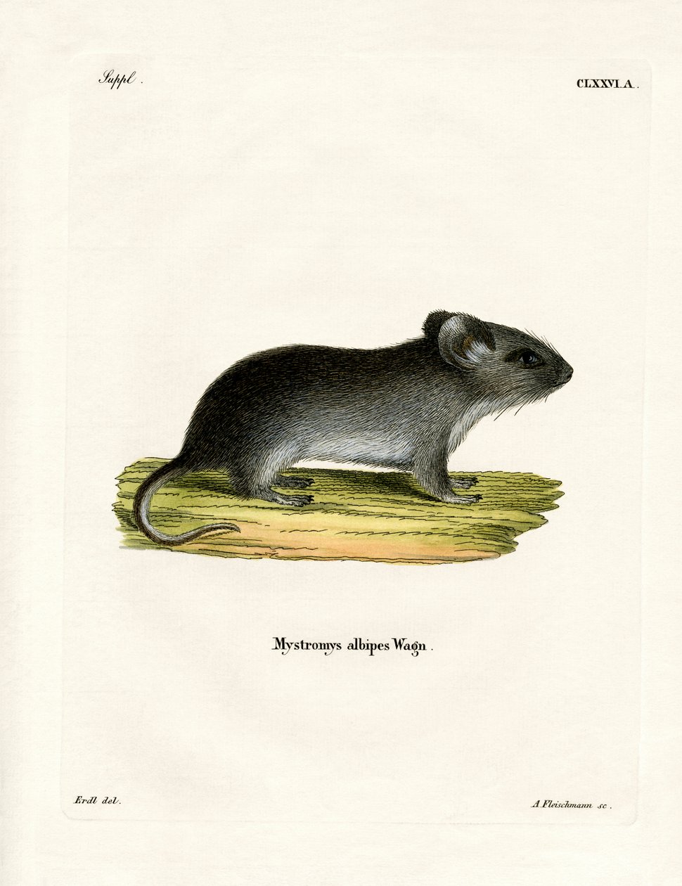 Rato de cauda branca (gravação a cores) de German School