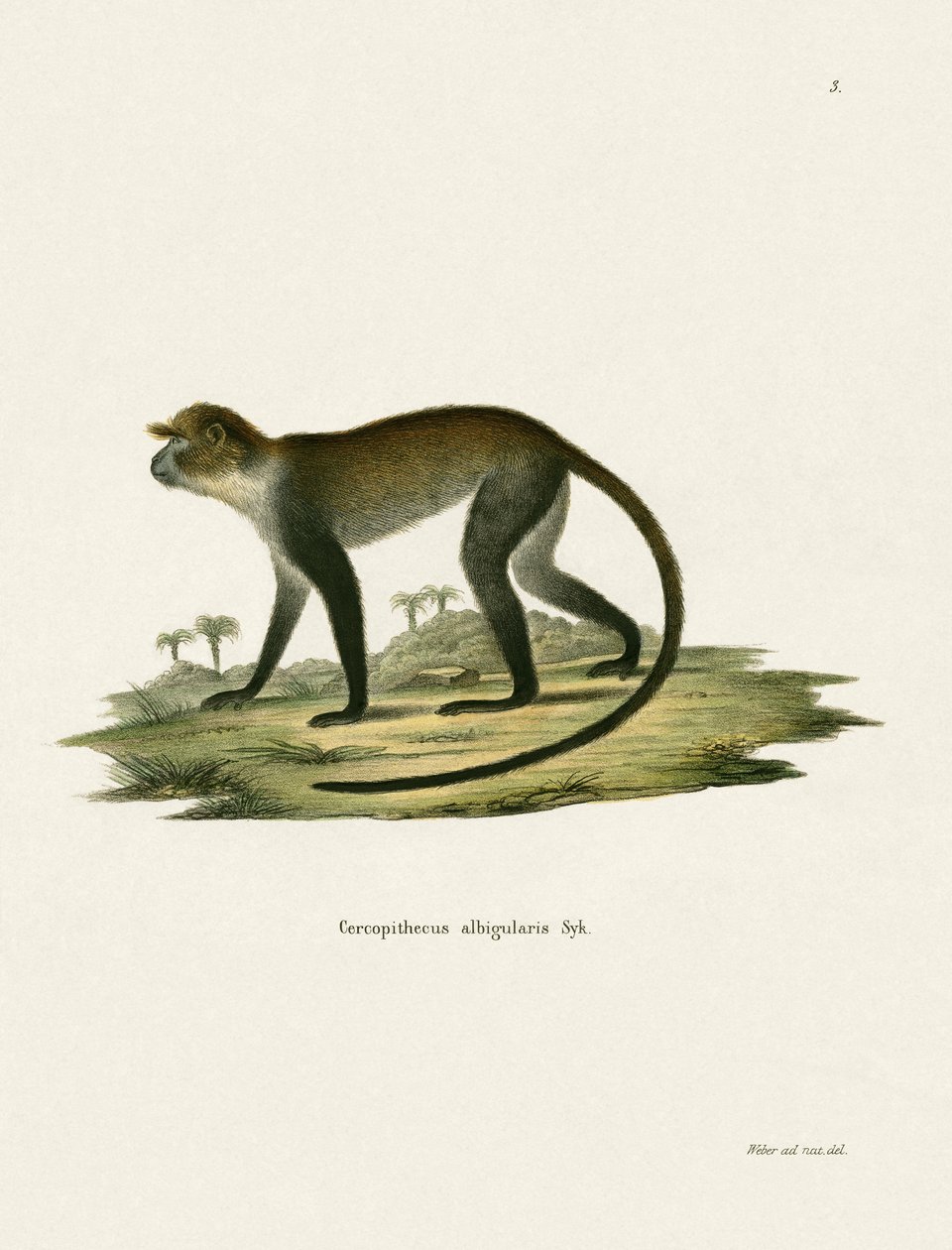Macaco-de-garganta-branca de German School