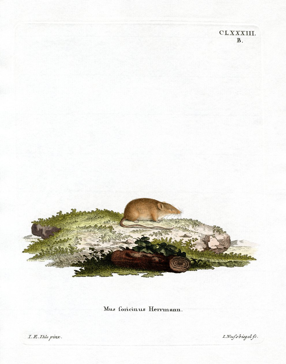 White-toothed Shrew (gravura colorida) de German School